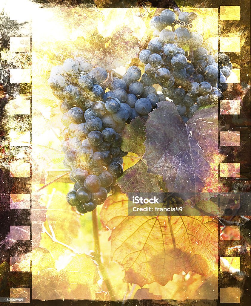 vine Film strips, red grapes in autumn Autumn Stock Photo