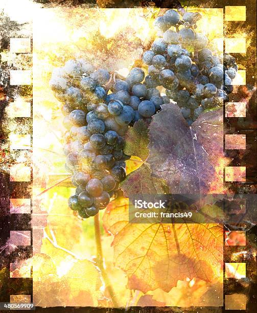 Vine Stock Photo - Download Image Now - Autumn, Back Lit, Extreme Close-Up