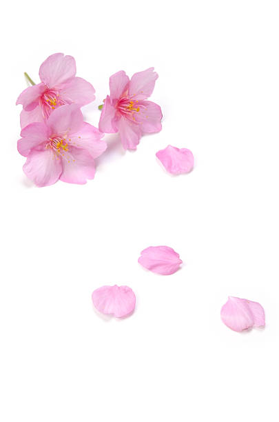 istock Kawazu-Zakura-Cerasus Lannesian 480570199