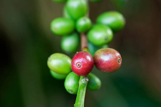istock Coffee beans ripening on plant 480570697