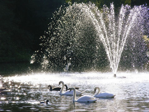 Fountain Queens Park and three swans