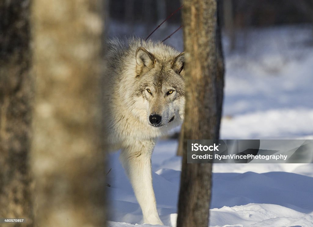 Grey Wolf Animal Wildlife Stock Photo