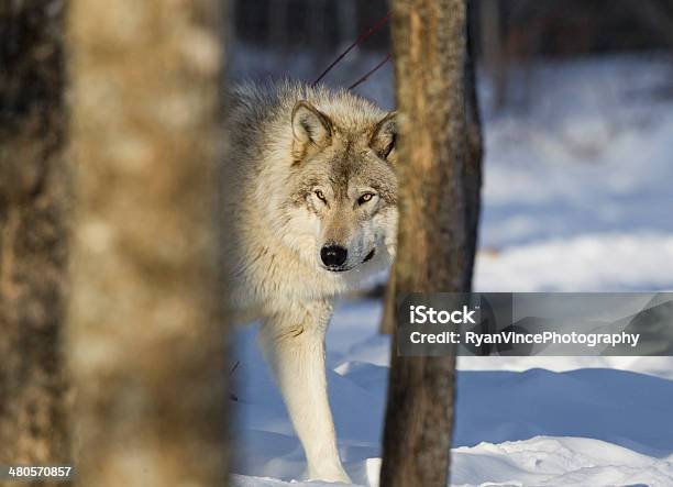 Grey Wolf Stock Photo - Download Image Now - Animal Wildlife, Animals Hunting, Canada