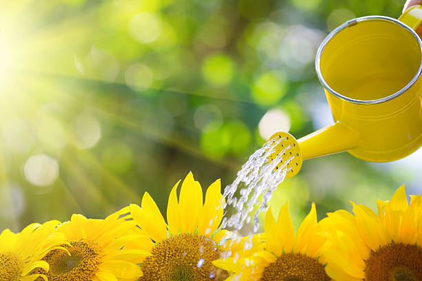 Sunflower border Sunflower border outdoors watering can photos stock pictures, royalty-free photos & images
