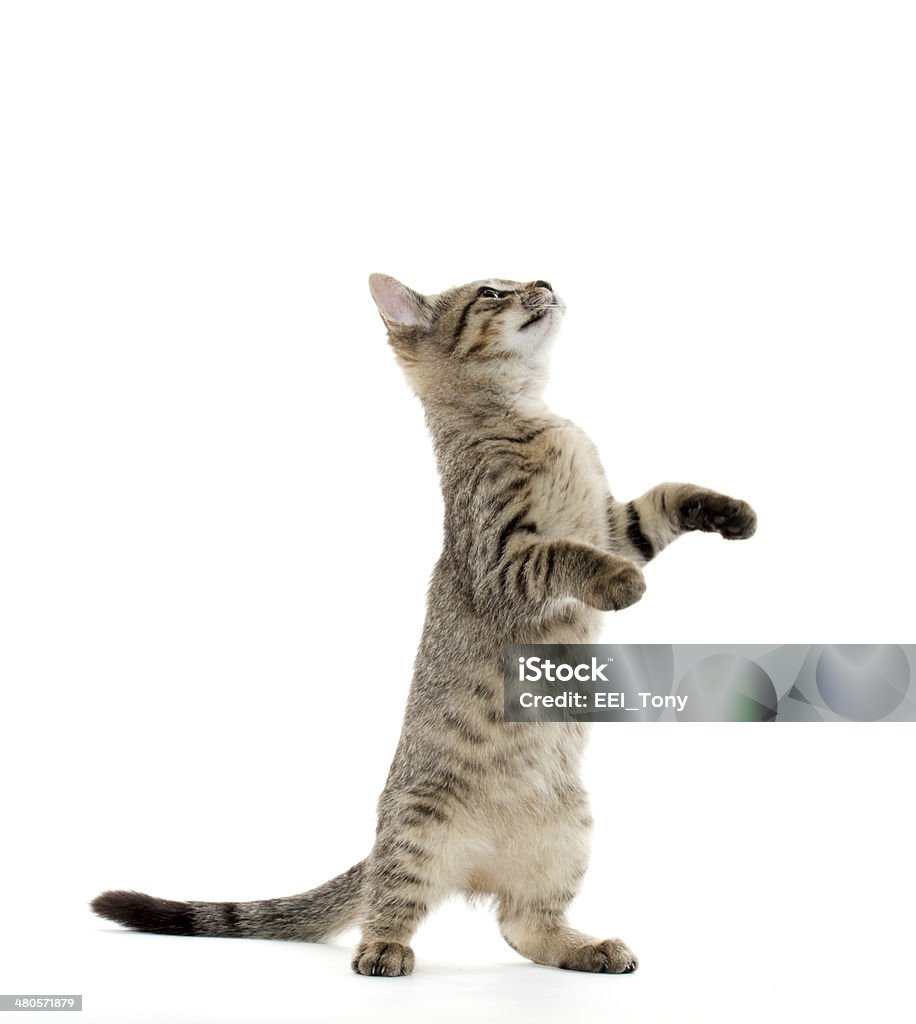 cute tabby kitten cute American shorthair tabby kitten on white background Animal Stock Photo