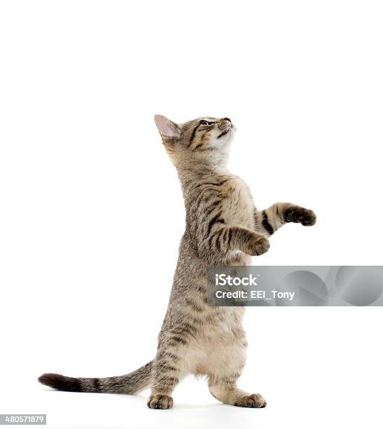 Cute Tabby Kitten Stock Photo - Download Image Now - Animal, Cute, Domestic Cat