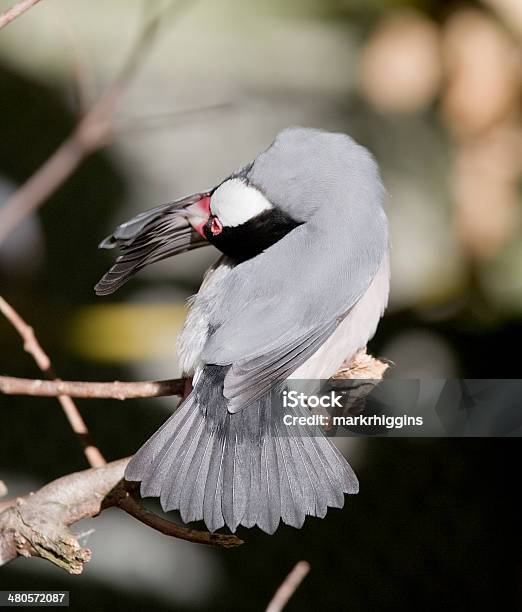 Java Sparrow - zdjęcia stockowe i więcej obrazów Bez ludzi - Bez ludzi, Biały, Czarny kolor