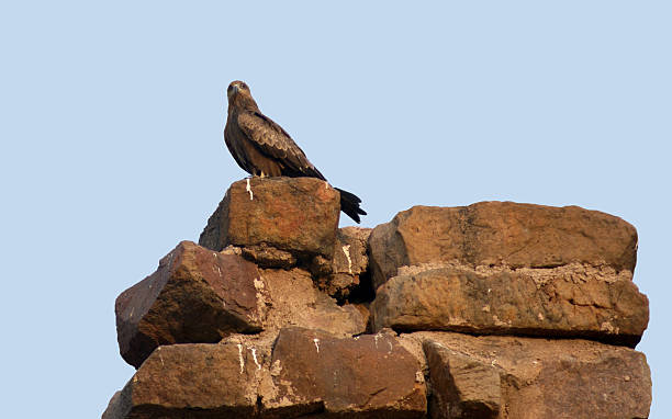 istock Bird of prey 480572157