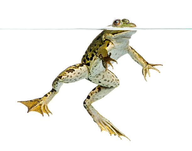 istock Edible Frog viewed from below, swimming at the surface 480572193