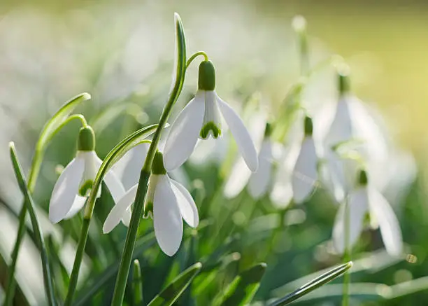 Spring snowdrops flowers