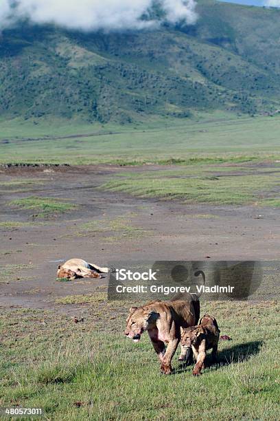 Wild Lions In The Ngorongoro National Park Tanzania Stock Photo - Download Image Now