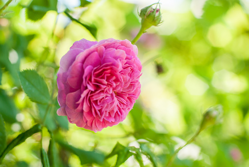 pink rose de rescht flower with bokeh