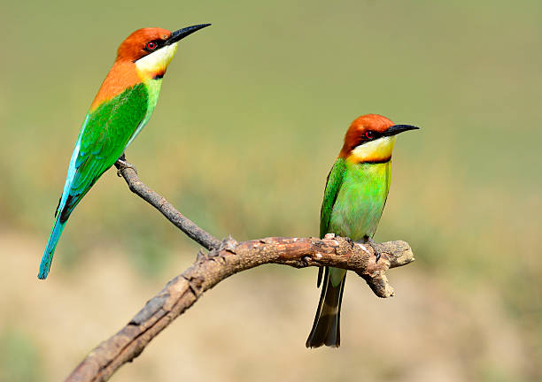 istock Pair of Chestnut-headed Bee-eater birds sitting together 480579401