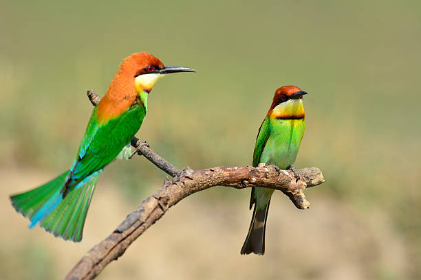 istock Pair of Chestnut-headed Bee-eater birds sitting together 480579415