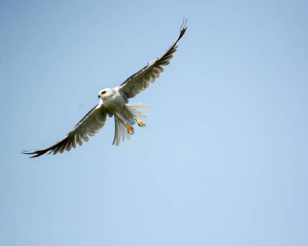 Beautiful White Tailed Kite Banking In Flight