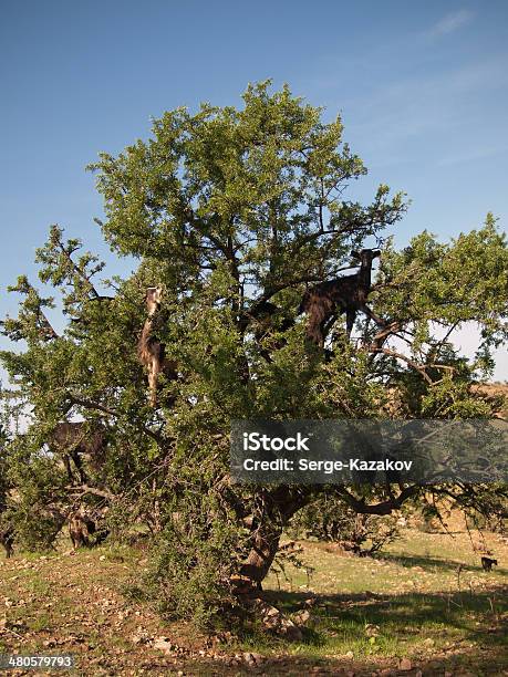 Herd Goat Standing On A Tree Stock Photo - Download Image Now - Africa, African Culture, African Ethnicity