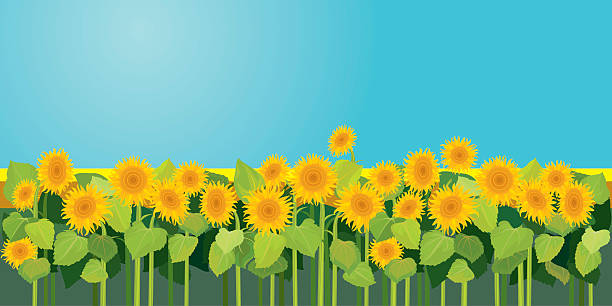 Summer Season Nature Picture Field Of Sunflowers Under Blue Sky Stock  Illustration - Download Image Now - iStock