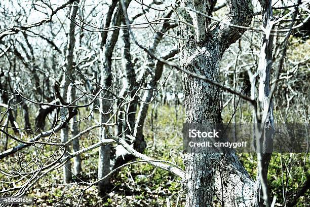 Forest On Chappaquiddick Ma Stock Photo - Download Image Now - 2015, Backgrounds, Beauty In Nature