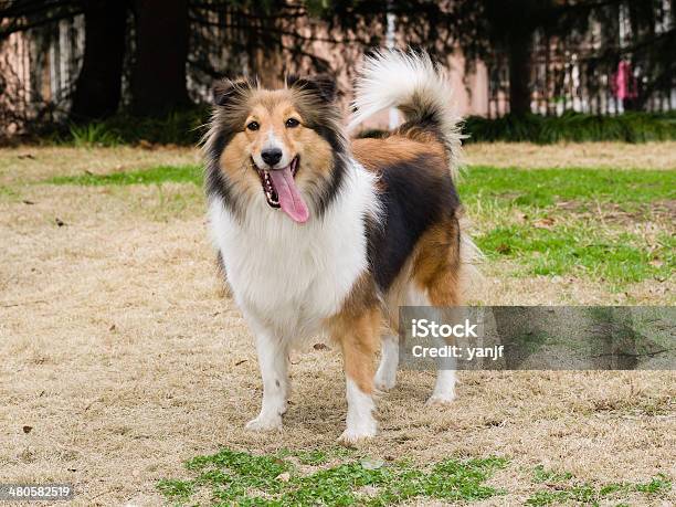 Dog Shetland Sheepdog Waiting To Play In Field Stock Photo - Download Image Now - Agricultural Field, Animal, Animal Body Part