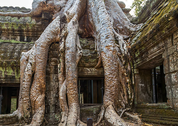 istock banyan tree in ruin Ta Prohm, Cambodia. 480582768