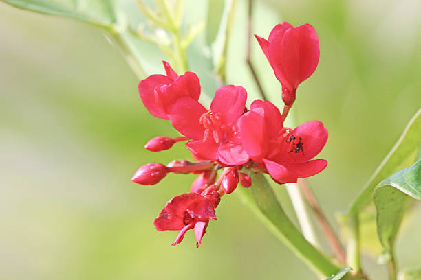 istock Peregrina, Spicy Jatropha 480583146