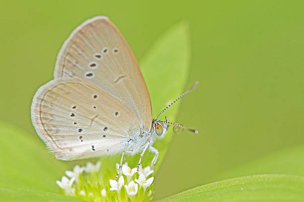 blue butterfly stock photo