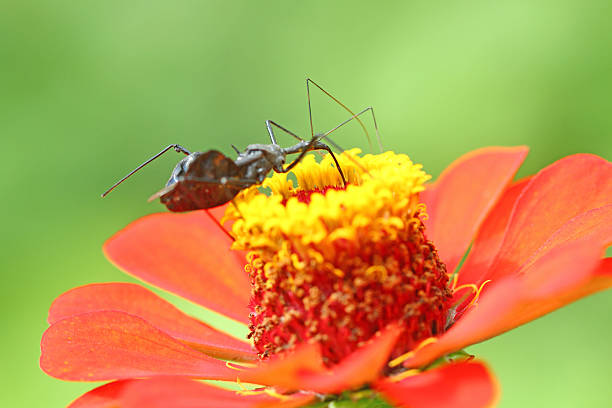 Assassin bug stock photo