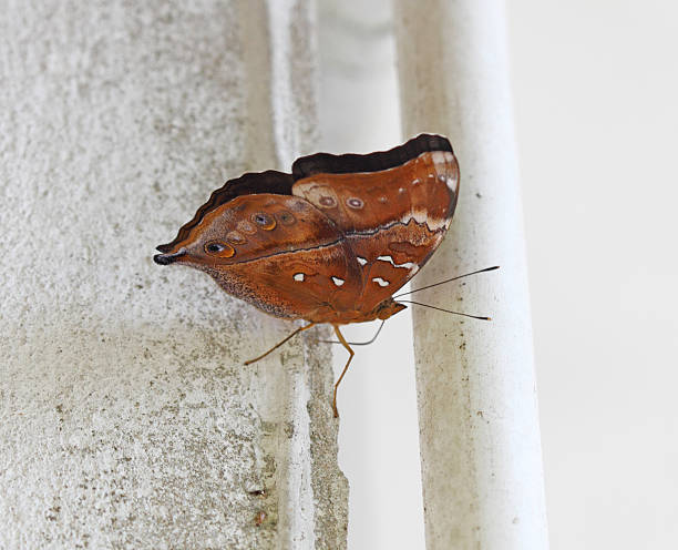 butterfly stock photo