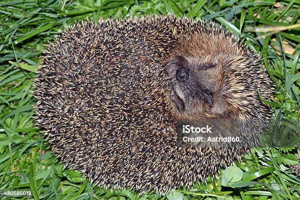 The Hedgehog Stock Photo - Download Image Now - Ahsha Rolle, Animal Back, At The Bottom Of