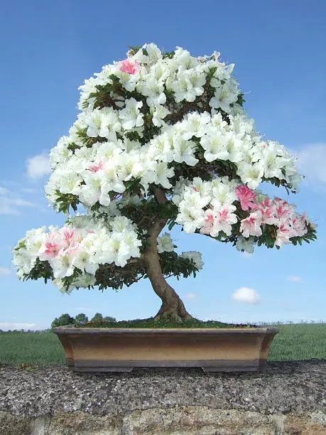 Photo of Image of Bonsai Azalea Tree, Satsuki variety Kaho, (Rhododendron indicum)