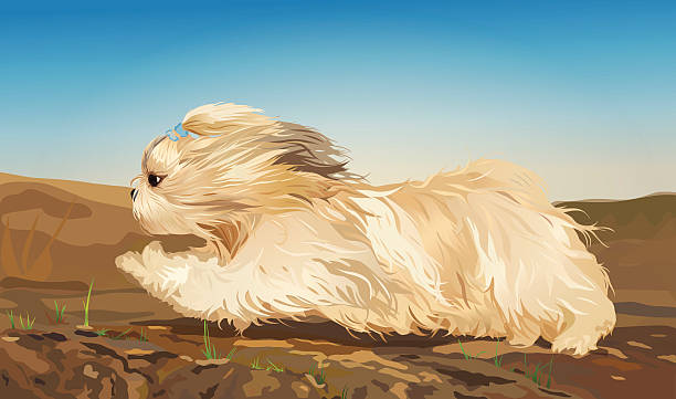 Shih tzu dog Shih tzu dog fast running on ground. tibetan lion dog stock illustrations