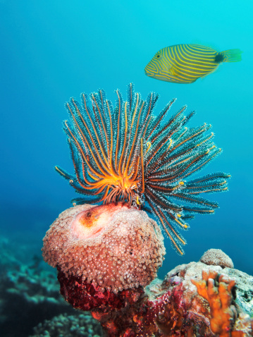 Similan Islands coral reef, Phuket, Thailand