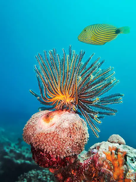 Photo of Feather Star and Striped Trigger Fish