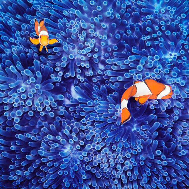 カクレクマノミ - 海洋生物 写真 ストックフォトと画像