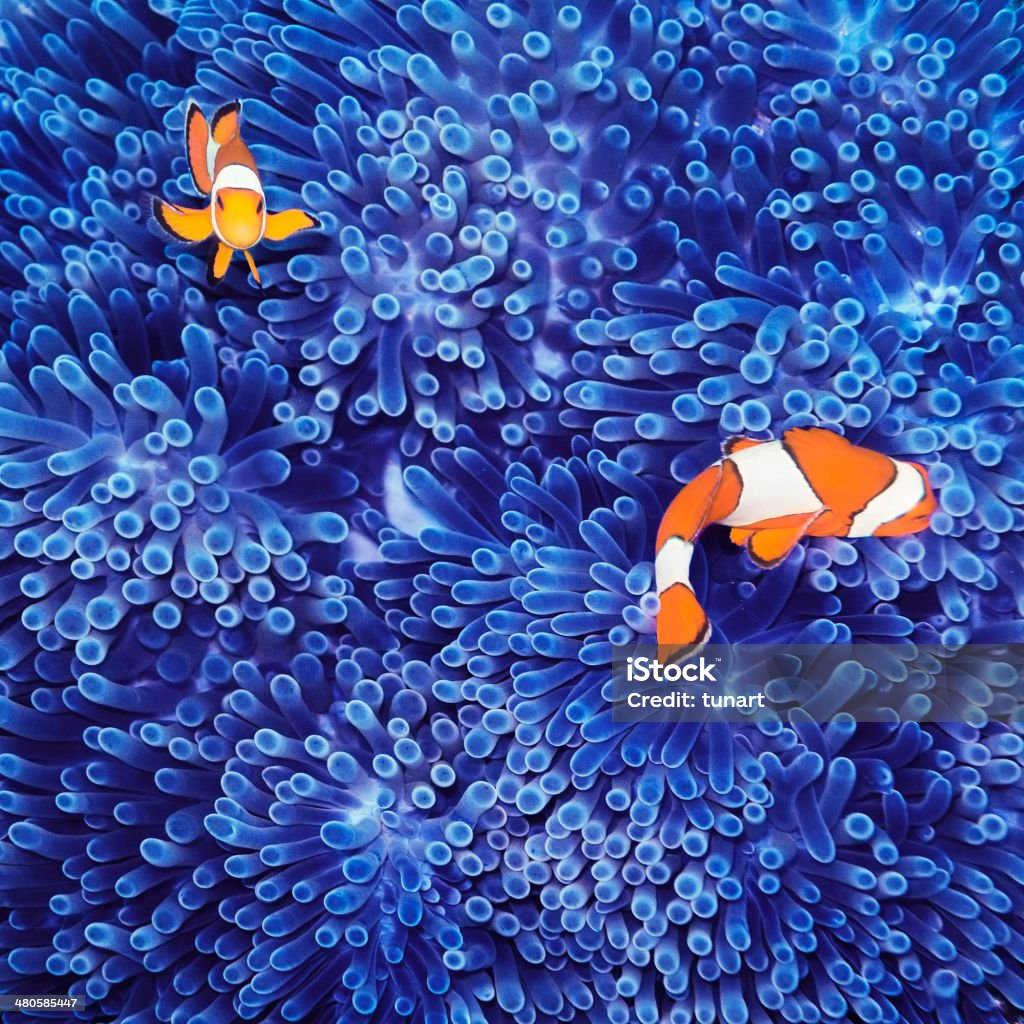 Clown Fish Similan Islands coral reefs, Phuket, Thailand Coral - Cnidarian Stock Photo