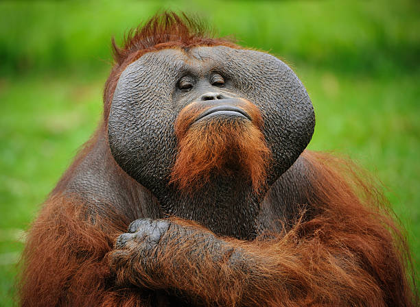 wer ist hier der boss? - orang utan fotos stock-fotos und bilder