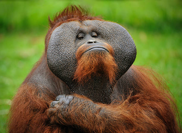 who is the boss? close-up of a proud orangutan monkey photos stock pictures, royalty-free photos & images