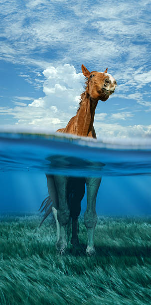 horse standing in water - gekke paarden stockfoto's en -beelden