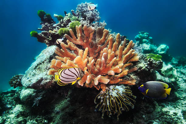angelfishes e recifes de coral - euxiphipops navarchus - fotografias e filmes do acervo