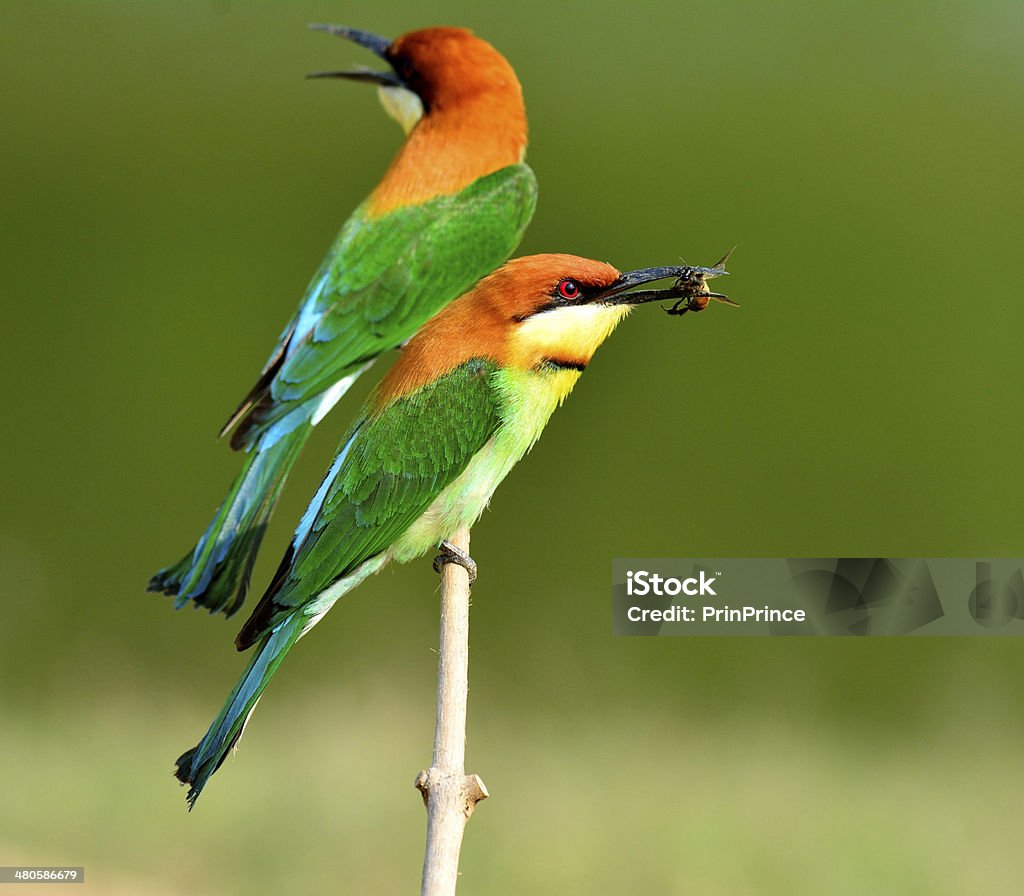 Chestnutheaded Beeeater Bird Eating Bee Stock Photo - Download Image Now -  Animal, Animal Behavior, Animal Migration - iStock