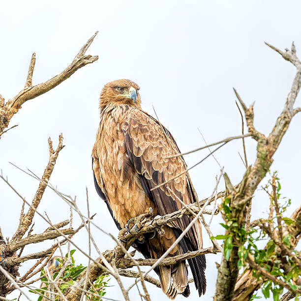 istock Tawny Eagle at masai mara 480586855