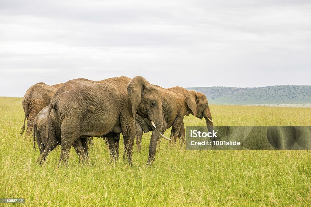 Elefantes africanos - Royalty-free Elefante africano Foto de stock