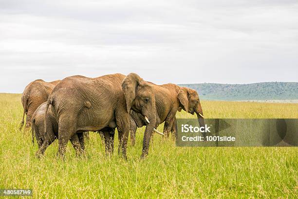 Elefantes Africanos - Fotografias de stock e mais imagens de Elefante africano - Elefante africano, Alimentar, Animal