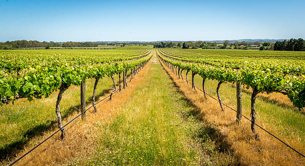 vigneti valle barossa, adelaide, australia - barossa valley foto e immagini stock