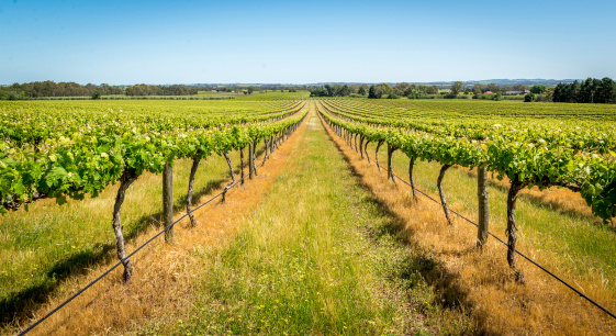 Vineyards Barossa Valley, Adelaide - AustraliaVineyards Barossa Valley, Adelaide - Australia