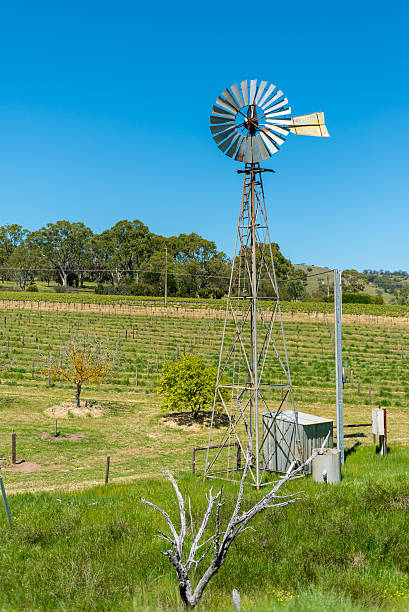 istock Vineyards Barossa Valley, Adelaide - Australia 480589015