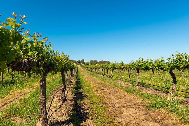 istock Vineyards Barossa Valley, Adelaide - Australia 480589043