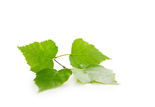 Oak leaves in autumn on white background