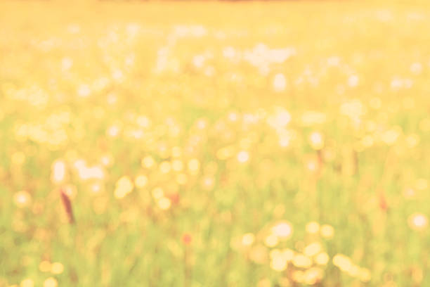 istock Defocused Summer Wildflower Meadow in Sunlight 480589628