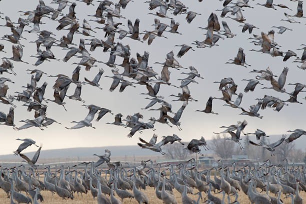 istock Thousands of Colorado Sandhill cranes take flight 480592875